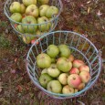 Apple Day is a festival celebrating the apple and orchards and was established during the 1990s, partly to encourage landowners to maintain their orchards and also to encourage the public […]