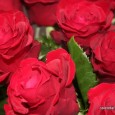 Valentine’s Day is an ancient custom celebrating love and lovers which has grown to be universally practised in the UK today. Cards and flowers are sent (traditionally red roses to […]