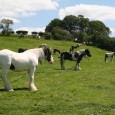 This is the best-known surviving fair for travellers and Gypsies to meet and trade in horses. There are still many traditional horse-drawn caravans which are driven through the lanes of […]