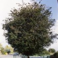 The village of Appleton Thorn hosts a unique ceremony every June called Bawming the Thorn. The hawthorn tree in the village centre is decorated by school children who perform their […]