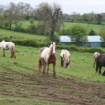 This is a traditional fair for Gypsies and travelling people to meet up and trade and it dates back literally hundreds of years, the Charter being granted in 1476. It […]