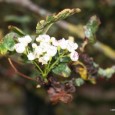 The Glastonbury Thorn is a descendant of the tree which legend has it grew from the staff of Joseph of Arimathea, who placed Christ’s body in the Tomb. The Holy […]