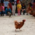 The Barley Mow pub carpark is the setting for Bonsall’s annual competition; hens must race over a thirty-foot course in heats which culminate in a grand final. Fastest to date […]