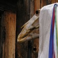 The Mari Lwyd is an ancient Welsh custom which used to be widespread, almost disappeared  to survive only in a few places and is again regaining popularity in the twenty-first […]