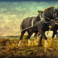 Plough Monday is the name given to the first Monday after January 6th, and it marked the resumption of agricultural work after the Christmas festivities. In some areas of England […]