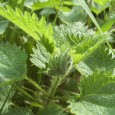 The old tradition of nettle eating in Dorset was briefly alive and well at Chideock. Rules were straightforward – the person who ate the most nettles within an hour won. […]