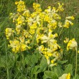 Cowslip Sunday was a recent brief revival of a custom that lapsed in the early twentieth century and it celebrated the return of spring. There was an art and craft […]