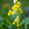 Cowslip Sunday was a recent brief revival of a custom that lapsed in the early twentieth century and it celebrated the return of spring. There was an art and craft [&hellip;]