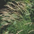 Shenington is known for its annual grass-strewing in church; for three weekends beginning on Whit Sunday, fresh grass is spread on the church floor. This is a related custom to [&hellip;]