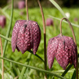 The Snake’s Head Fritillary is a scarce wildflower which flourishes in a country meadow in Oxfordshire in the parish of Ducklington; it is believed that this is the only place […]