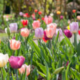 Only one tulip show remains in the UK calendar, and that’s the annual event staged by the Wakefield and North of England Tulip Society; the Society dates from the 1830s […]