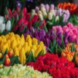 Only one tulip show remains in the UK calendar, and that’s the annual event staged by the Wakefield and North of England Tulip Society; the Society dates from the 1830s [&hellip;]