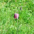 The Snake’s Head Fritillary is a scarce wildflower which flourishes in a country meadow in Oxfordshire in the parish of Ducklington; it is believed that this is the only place [&hellip;]