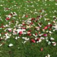 Rose Petal Day at St Thomas’ Church in Salisbury is a modern but well established tradition which takes place on a Sunday in July, near to the 7th, which is […]
