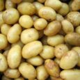 Each August the islanders of Barra and Vatersay compete for glory and trophies at the annual contest for growing and decorating potatoes. There are classes for washed potatoes in which [&hellip;]