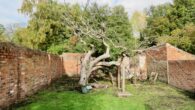 The Bramleys Seedling cooking apple is one of the most celebrated fruit varieties of all time, and it all began in Southwell in Nottinghamshire. The original tree was grown in [&hellip;]