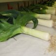 The pot leek has been grown and shown competitively for many years, with a stronghold amongst the mining communities of North East England, giving the pitmen some fresh air outdoors [&hellip;]